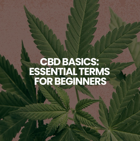 CBD Basics: Essential Terms for Beginners