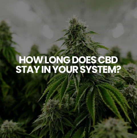 How long does CBD stay in your system?