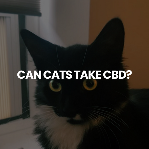 Can Cats take CBD?