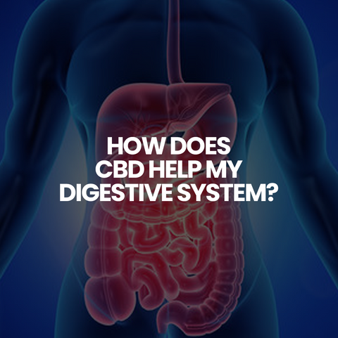 How does CBD help my digestive system?